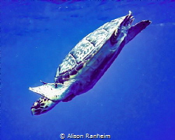 Grand Cayman Turtle by Alison Ranheim 